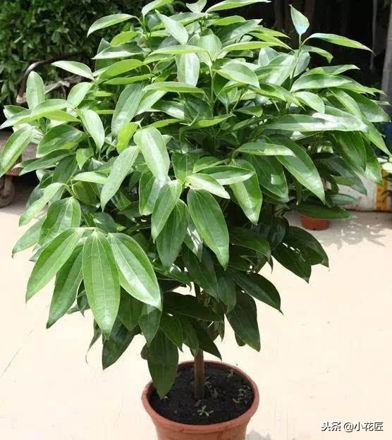 平安树的各种病害图片,平安树的枝枯病