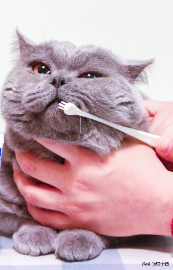 别让宠物医院榨干铲屎官的钱包——小毛病,不求人「外创篇-下」