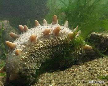 海参在海鲜里的地位,海鲜为什么普遍那么贵