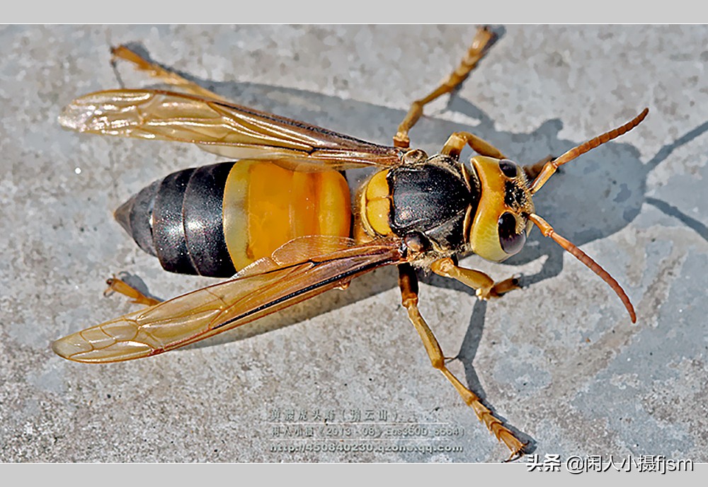摄影图文：“秋天莫惹胡蜂”,几种常见的胡蜂