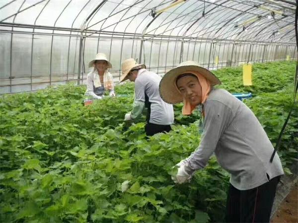 出国劳务正规招聘是真的吗 (网上出国劳务招聘怎么确认真假)