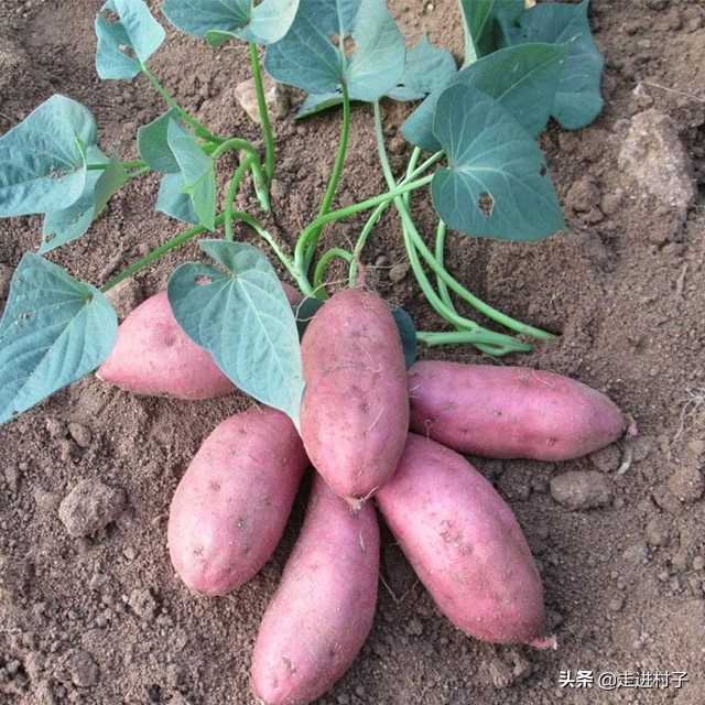 红薯怎样种出长条形,红薯怎么种植长藤