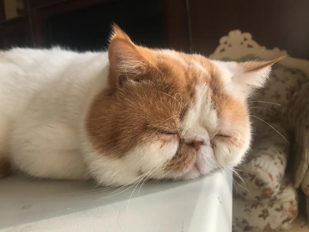 猫咪乱尿怎么办三招教你搞定烦恼,猫咪养在房间里味道太大了怎么办