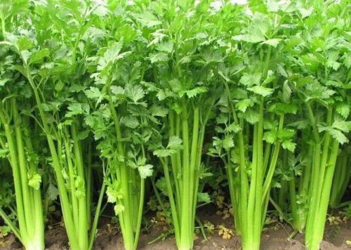 青岛特产十二道海味,青岛特产必买清单排行榜第一名