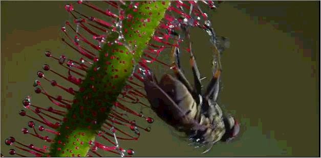 恐怖的触手，温柔的拥抱，植物的生存反击——茅膏菜