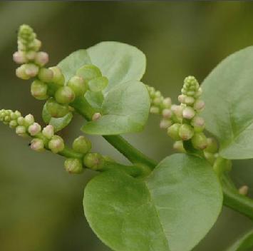 老中医可以给孩子起名吗,用中药名字给孩子取名可以吗