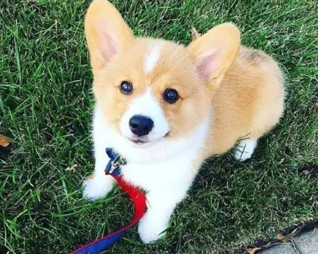 柯基吃狗粮应该主要看什么,柯基不挑食狗粮怎么喂呢