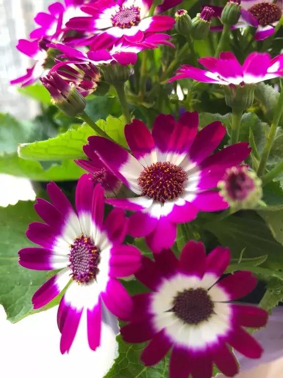 怎样才能让瓜多结果,怎样让瓜类多结瓜