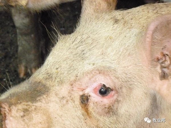 【猪事如意】帮姆健-------养殖场发动机、摇钱树的守护神