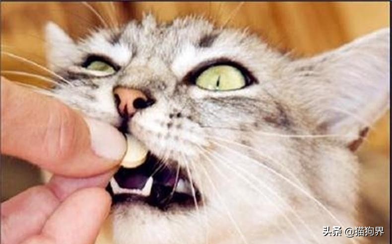 第一次养猫需要准备些什么幼猫,新生幼猫怎么养活