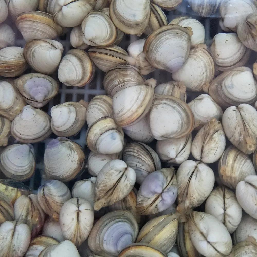 蚬子蛏子蛤蜊什么区别,长条的蛤蜊蛏子叫什么