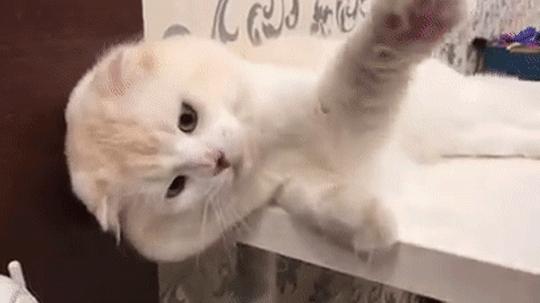 猫难养吗,猫难养么