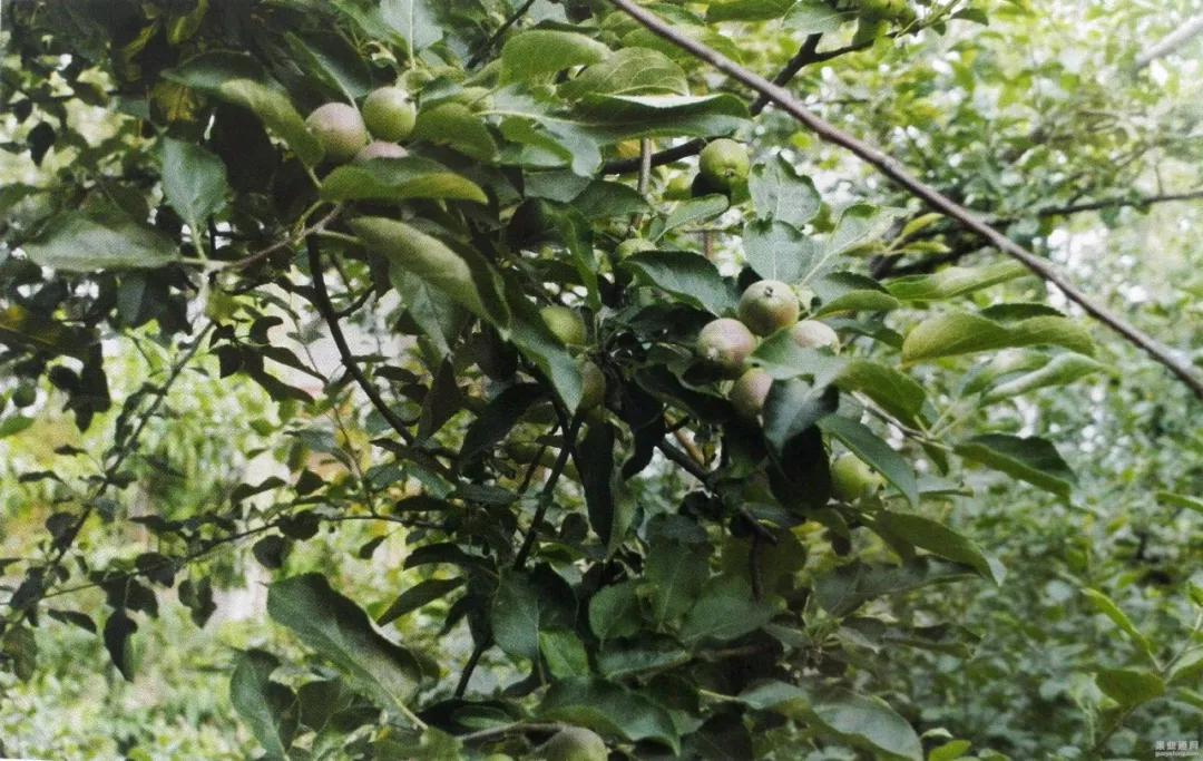 苹果树病虫害防治视频,苹果树病虫害防治药