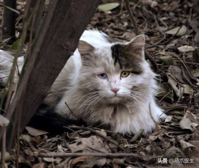 猫咪也会做噩梦吗,猫也会做噩梦吗