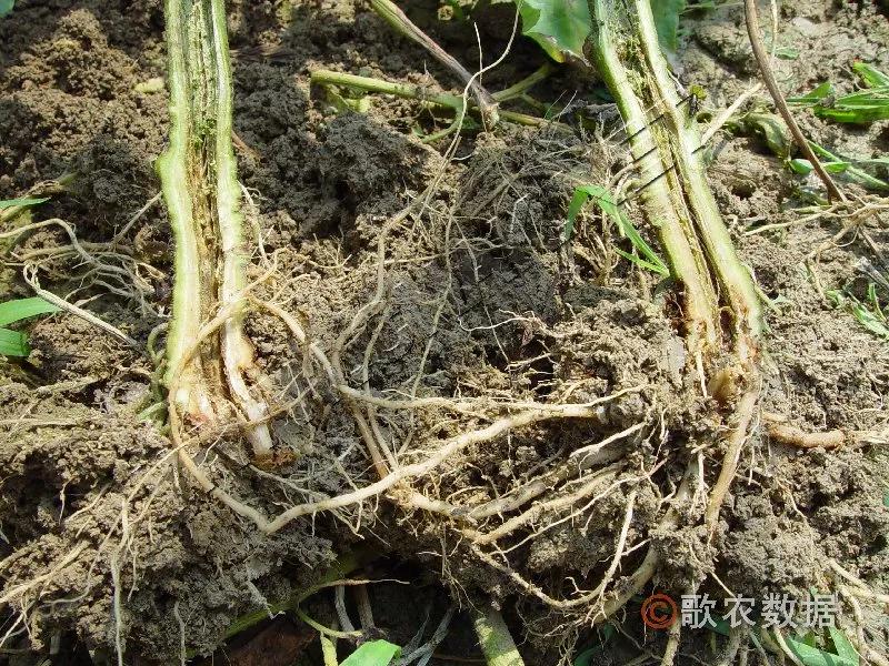 番茄髓部坏死和枯萎病怎么治,番茄髓部坏死怎么防治