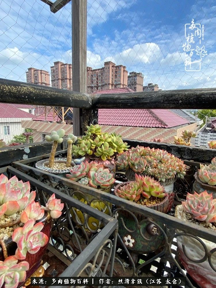 初秋的多肉,初春的多肉开始展现美颜了