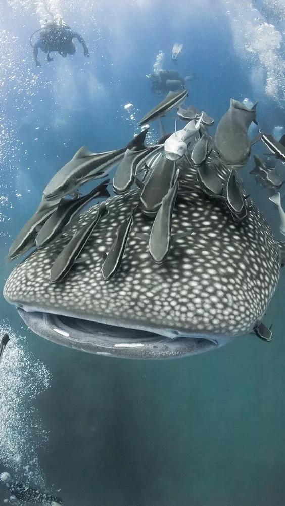 神秘的顶级海底照片难得一见,罕见海底美人照片