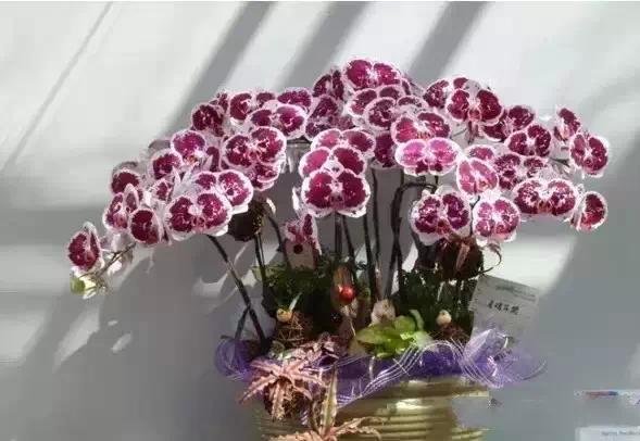 极品中的精品兰花,带你回忆天价兰花蕙兰篇