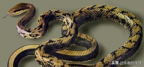 100种有毒的蛇,10种最毒的蛇是哪种蛇