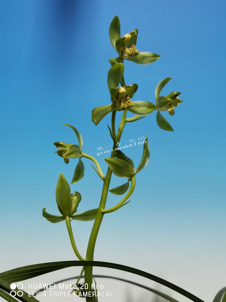 「花开欣赏」0335:送春绿如意的经典绽放