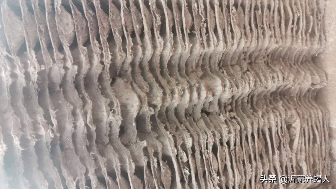 樱桃蟑螂繁殖饲养技术,樱桃蟑螂幼体怎么养