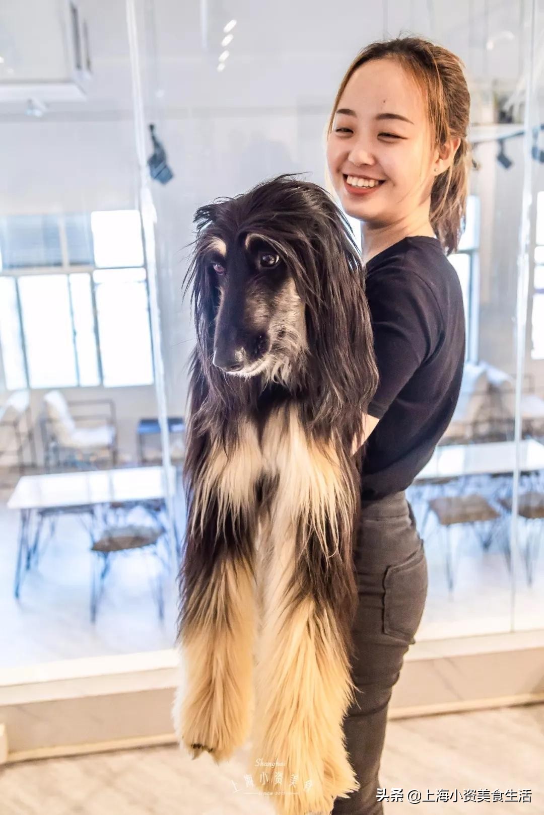 魔都哈士奇体验馆宠物咖啡,魔都哈士奇咖啡馆