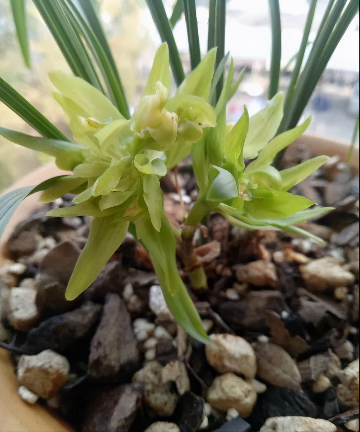 兰花怎么养才能旺盛喜阳,兰花花开富贵出花苞后注意事项