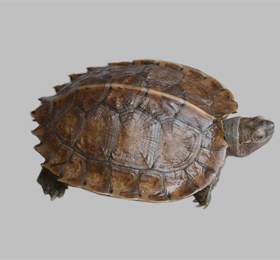 水龟一般多少天能救回来,草龟断尾怎么处理