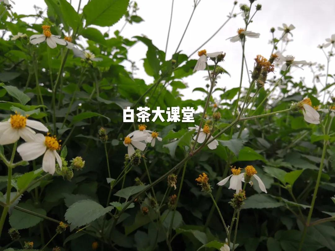 白茶是什么？咱们坐下来，好好聊一聊