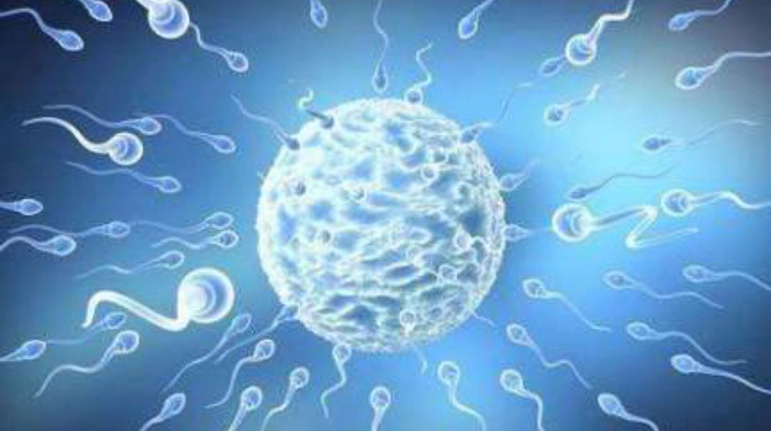 人工授精与试管婴儿有什么区别,做试管婴儿一定要做人工授精吗