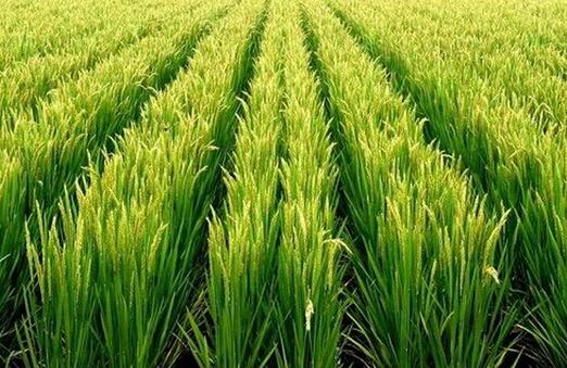 高温对作物危害和防御措施,防晒防高温措施