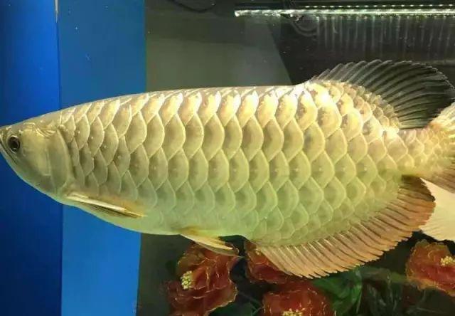 龙鱼一般混养几条好,混养龙鱼的正确方法