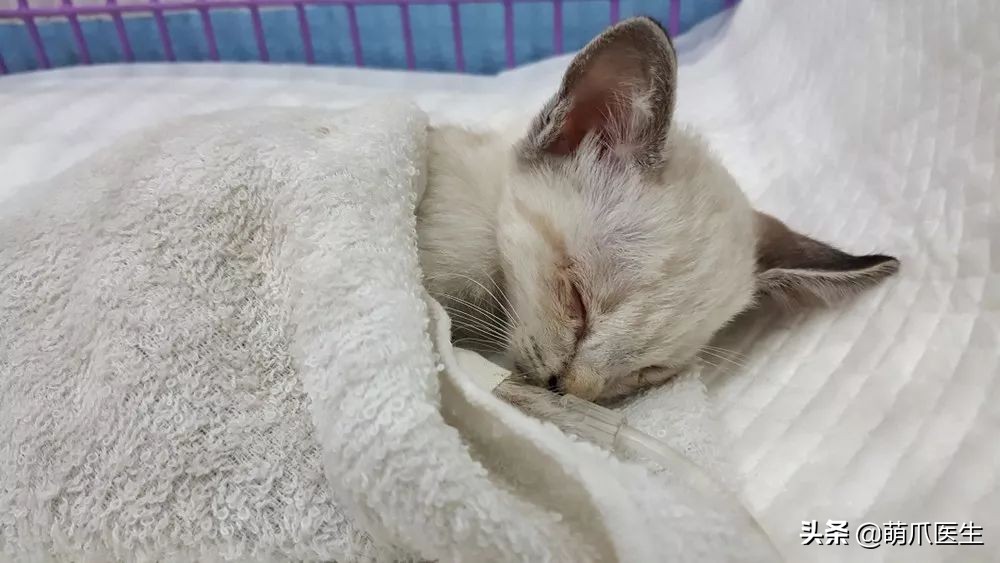 给猫打针结果猫生气了,给猫打针打疼了不开心了