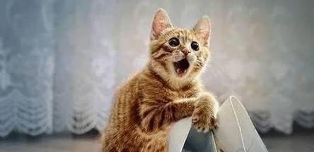 婚礼口误爆笑瞬间,爆笑口误合集