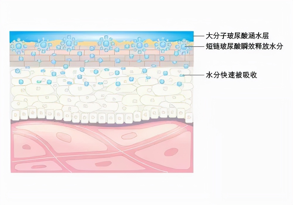 玻尿酸到底是不是智商税,涂抹式的玻尿酸真的有用吗