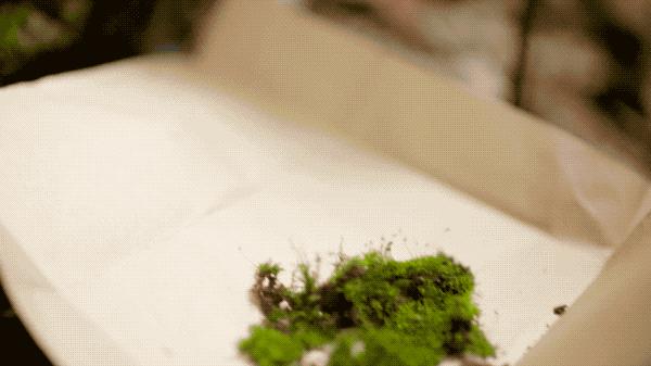 吃毒菇、睡蛇窝，只为挖一堆草，这个重庆博士要做当代神农