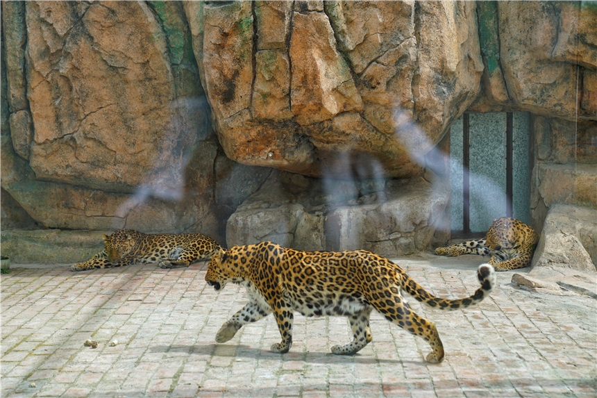 我和宿州有个约会，一场花事，一次慢旅行，探寻最烟火的宿州味道