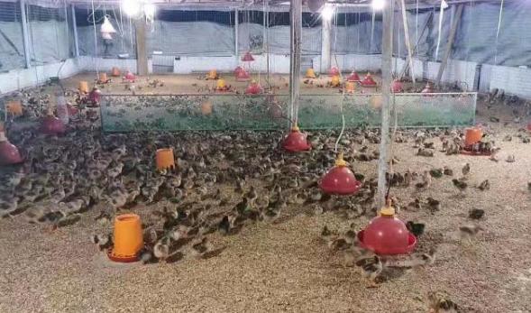 鸡的啄癖病如何治疗,鸡啄癖现象