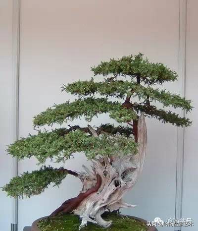 拍卖28万的盆景,藏家盆景