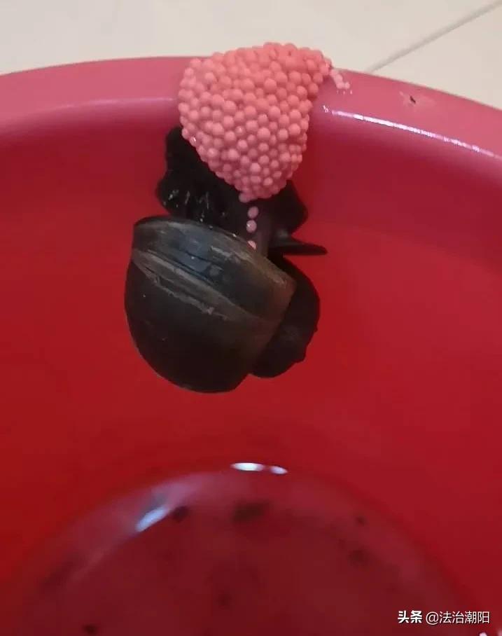 很多食物都有寄生虫,这6种食物或是寄生虫的重灾区