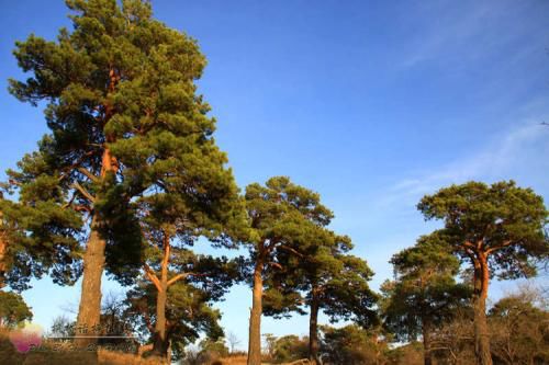 所有太仓人，你的蚂蚁森林里有几颗梭梭树啦？