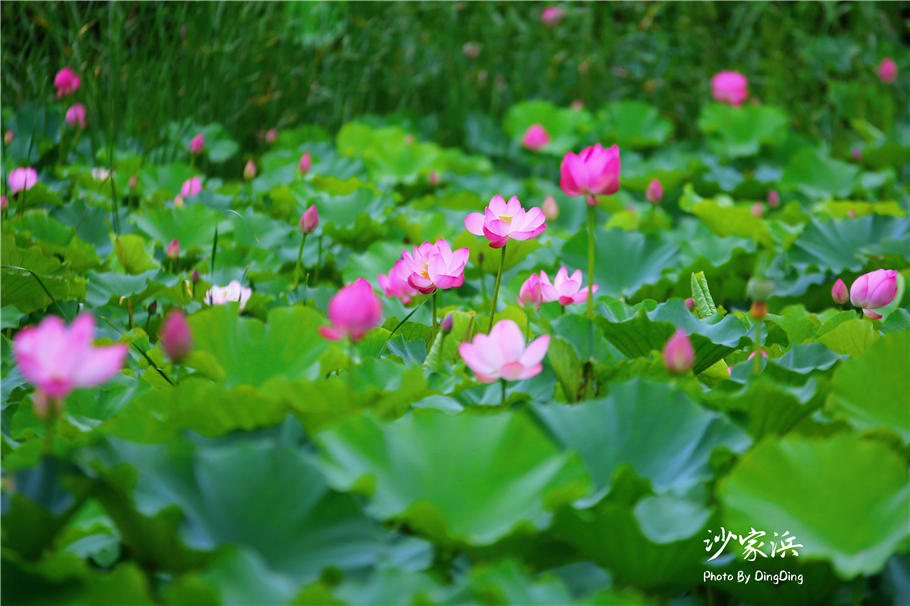 苏州红色革命旅游景点图片,苏州红色革命景点介绍视频