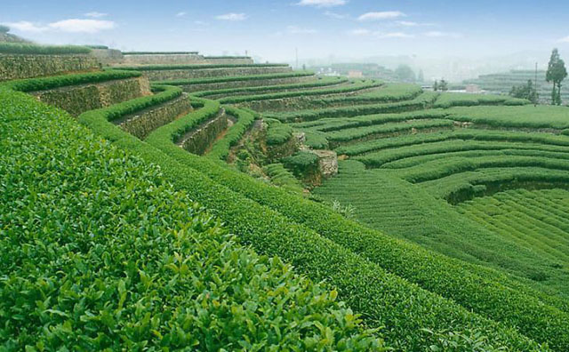 喜茶重新定义中国休闲茶饮,喜茶中国新式茶饮