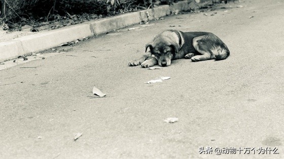 路遇恶犬如何自救,路遇恶犬怎么治