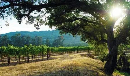 名庄好酒|肥美多汁，妖艳浓郁的美国索诺玛梅洛