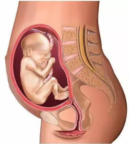 孕妇排铅的食物,孕妇排铅