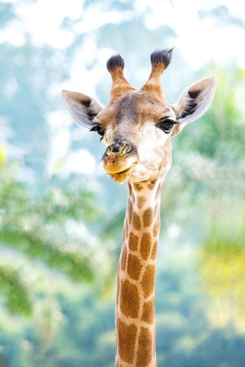 广州长隆野生动物世界旅游攻略,长隆野生动物世界攻略2-3天广州游