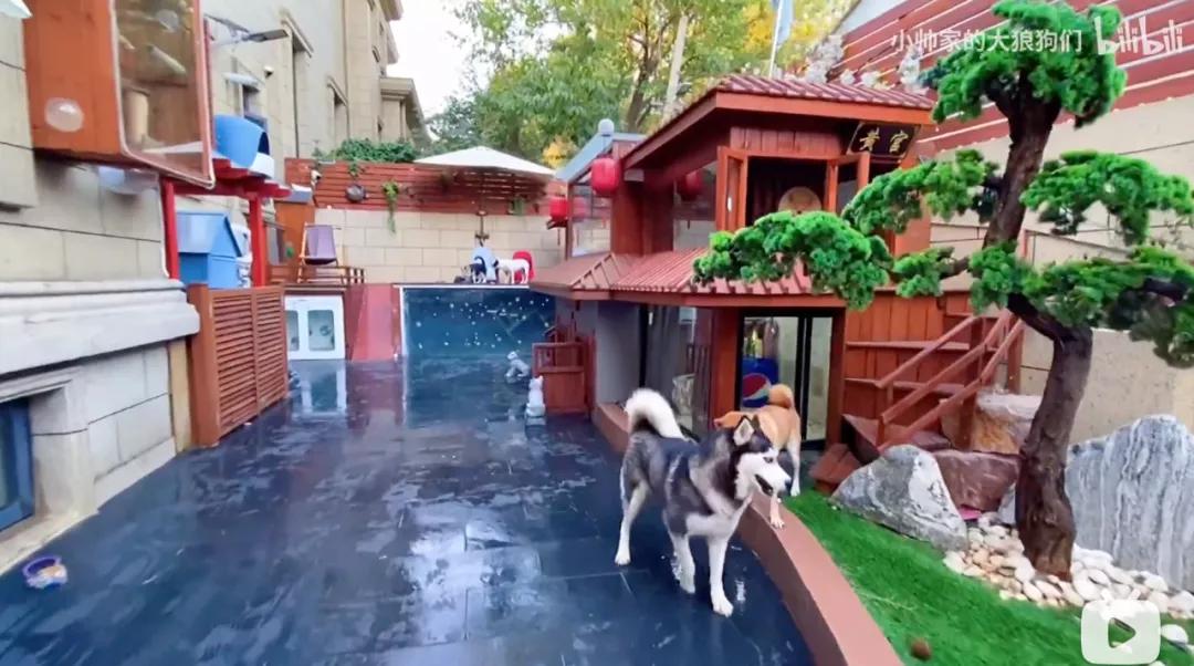 花三年建宠物乐园,花20万给狗打造乐园