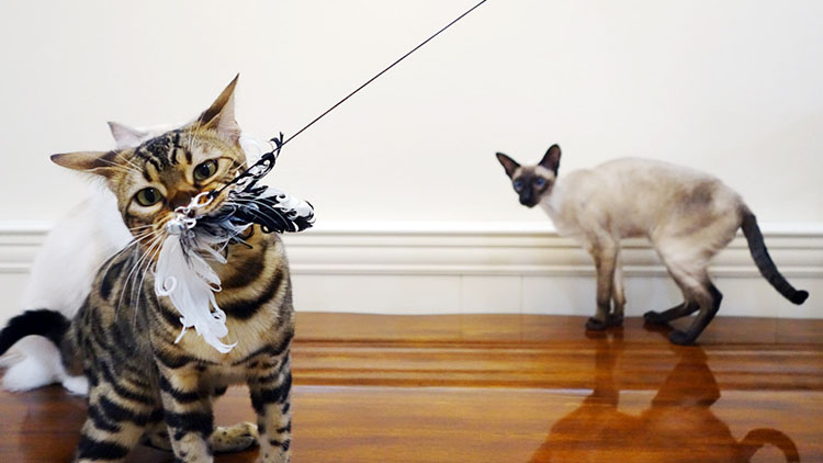 盘点喵星人爱不释手的玩具,喵星人必备玩具