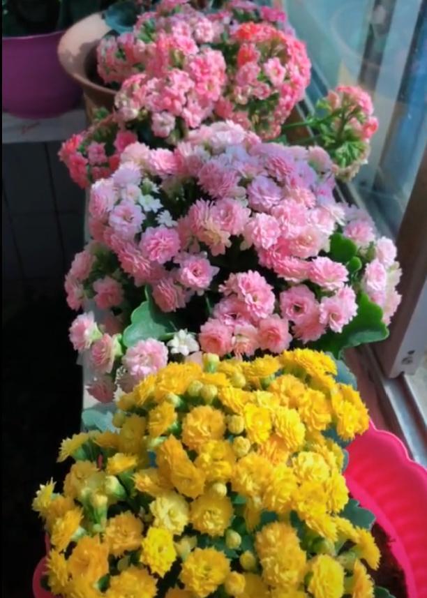 给人养殖什么花适合家养,什么花最好养又适合长期喝